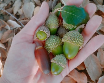 Echte natuurlijke gedroogde eikels, met doppen. Voor ambachten of ornamenten. Kerstboomdecoratie, doe-het-zelfartikelen en gereedschappen of organische rustieke woondecoratie.