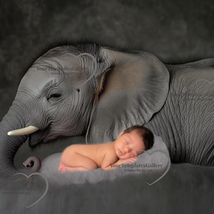 Fine Art Digital Backdrop, Newborn Photo Prop Composite, Elephant Studio Portrait, Photography For Baby girl & BOy, Photoshop Overlay