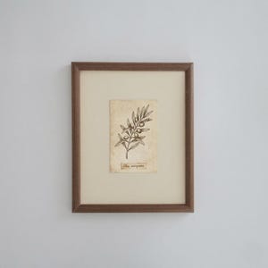Op de afbeelding: Een ingelijste botanische print met een zwarte inktillustratie van een olijftak op verouderd, crèmekleurig papier. Het kunstwerk is gecentreerd in een lichtbeige passe-partout en gevat in een donkerbruine houten lijst. De tekst Olea europaea is zichtbaar.