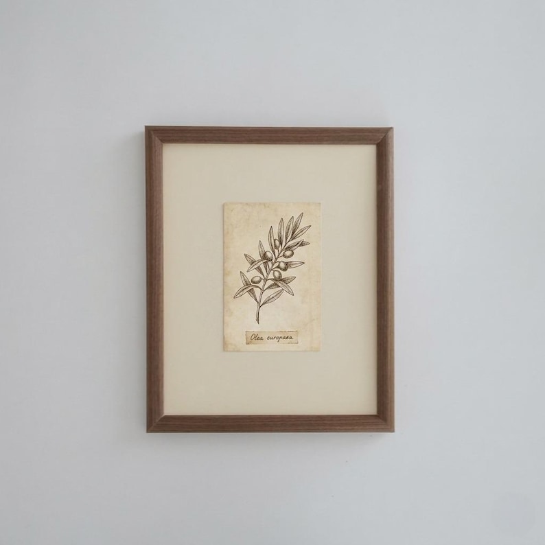 K&ouml;nnte beinhalten: Ein gerahmter botanischer Druck mit einer schwarzen Tuschezeichnung eines Olivenzweigs auf gealtertem, cremefarbenem Papier. Das Kunstwerk ist in einem hellbeigen Passepartout zentriert und von einem dunkelbraunen Holzrahmen umgeben. Der Text Olea europaea ist sichtbar.