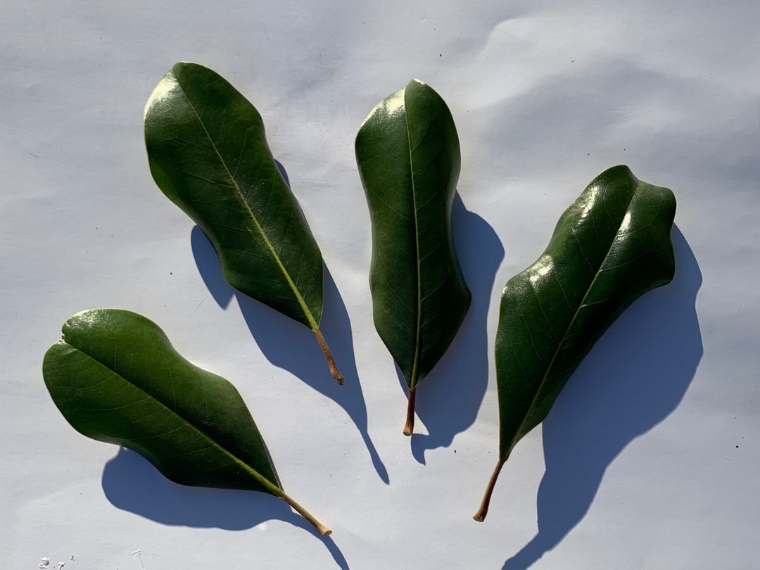Magnolia Leaves, Handpicked, Magnolia Leaf/wedding Decor/magnolia