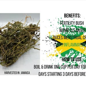 Jamaican Dog Blood Bush | Dog Blood Bush | Rivina Humilis | Fertility Bush| Jamaican
