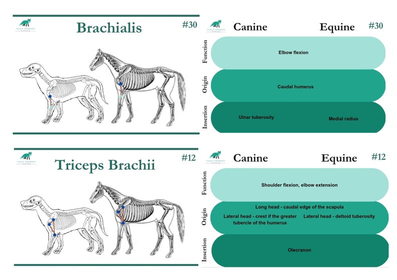 Veterinary Physiotherapy Muscle Anatomy Revision Cards digital Etsy