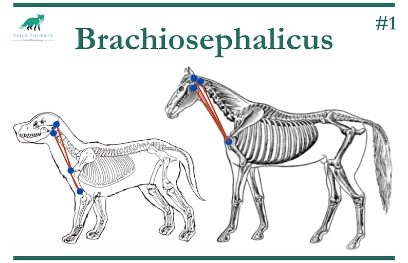 Veterinary Physiotherapy Muscle Anatomy Revision Cards digital Etsy