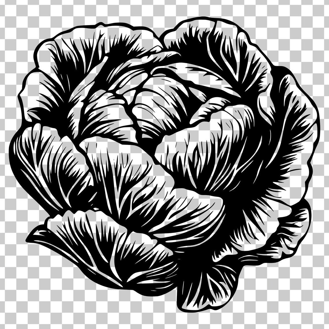 Cabbage Svg, Vintage Botanical Garden Produce Png, Vegetable Engraving ...