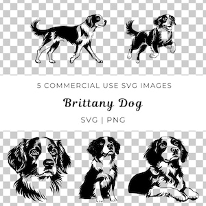 Svg de perro bretón, vector de spaniel bretón, vector de perro de campo, perro de muestra Svg, vector de criador de perros, amante de los spaniel, vector de compañero al aire libre