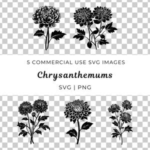 Chrysantheme Vektor, Chrysantheme Blatt, Chrysantheme Vektor, Blumen Blüte Blatt, Chrysantheme Vektor, Gartenblume Blatt, Chrysantheme Blatt, Blumen Blatt