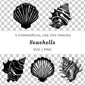 May include: Five black and white illustrations of seashells. The seashells are drawn in a detailed, realistic style.