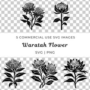 Flor Waratah Svg, Flor nativa australiana Svg, Vector botánico Waratah Svg, Vector de planta floral australiana, Vector de flores silvestres australianas