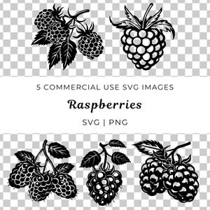 Rasberry svg-Datei Beere svg, Tropische Frucht-Svg, Himbeeren Png, tropische Frucht, Natur-Svg, Frühlings-Svg, Korn-Bundle, exotische Frucht Vektor