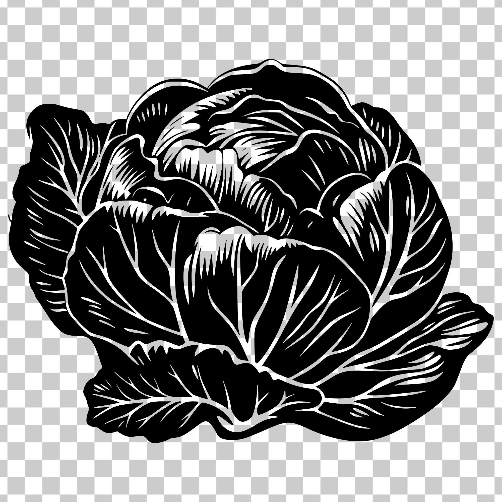 Cabbage Svg, Vintage Botanical Garden Produce Png, Vegetable Engraving ...