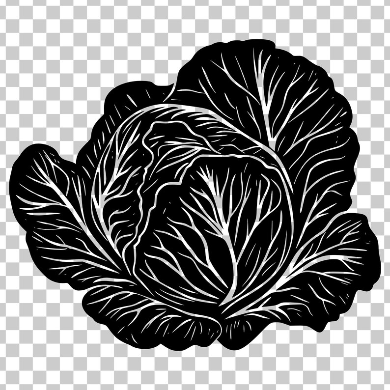 Cabbage Svg, Vintage Botanical Garden Produce Png, Vegetable Engraving ...