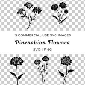 Nadelkissen Blume zwart, Scabiosa Vektor, zarte florale Illustration, Wildblumen Vektor, botanische Illustration, Natur inspirierter Vektor, blühende Scabiosa Schicht