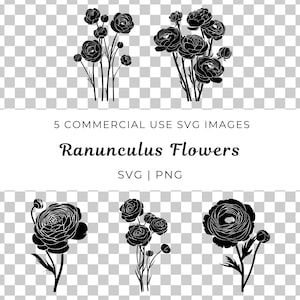 Ranunkel Blume zwart, Ranunkel Blüte einmal, Ranunkel Blossom nicht, Floral Ranunkel
