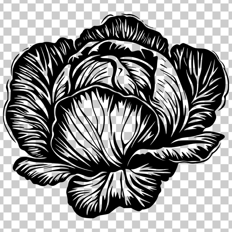 Cabbage Svg, Vintage Botanical Garden Produce Png, Vegetable Engraving ...