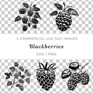 May include: Five black and white illustrations of blackberries. The illustrations show individual blackberries and blackberries on branches with leaves.