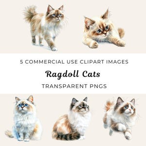 Clipart chat Ragdoll, clipart chaton Ragdoll, Png chaton Ragdoll, chat domestique Png, amoureux des chats, clipart race de chat, chat Ragdoll mignon, propriétaire Ragdoll