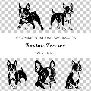 Boston Terrier Hund geschnitten Datei, Boston Terrier Hund Vektor, kleine Rasse Form, freundlicher Hund Form, spielerisches Haustier Form, treuer Haustier Vektor, Familienhund Form