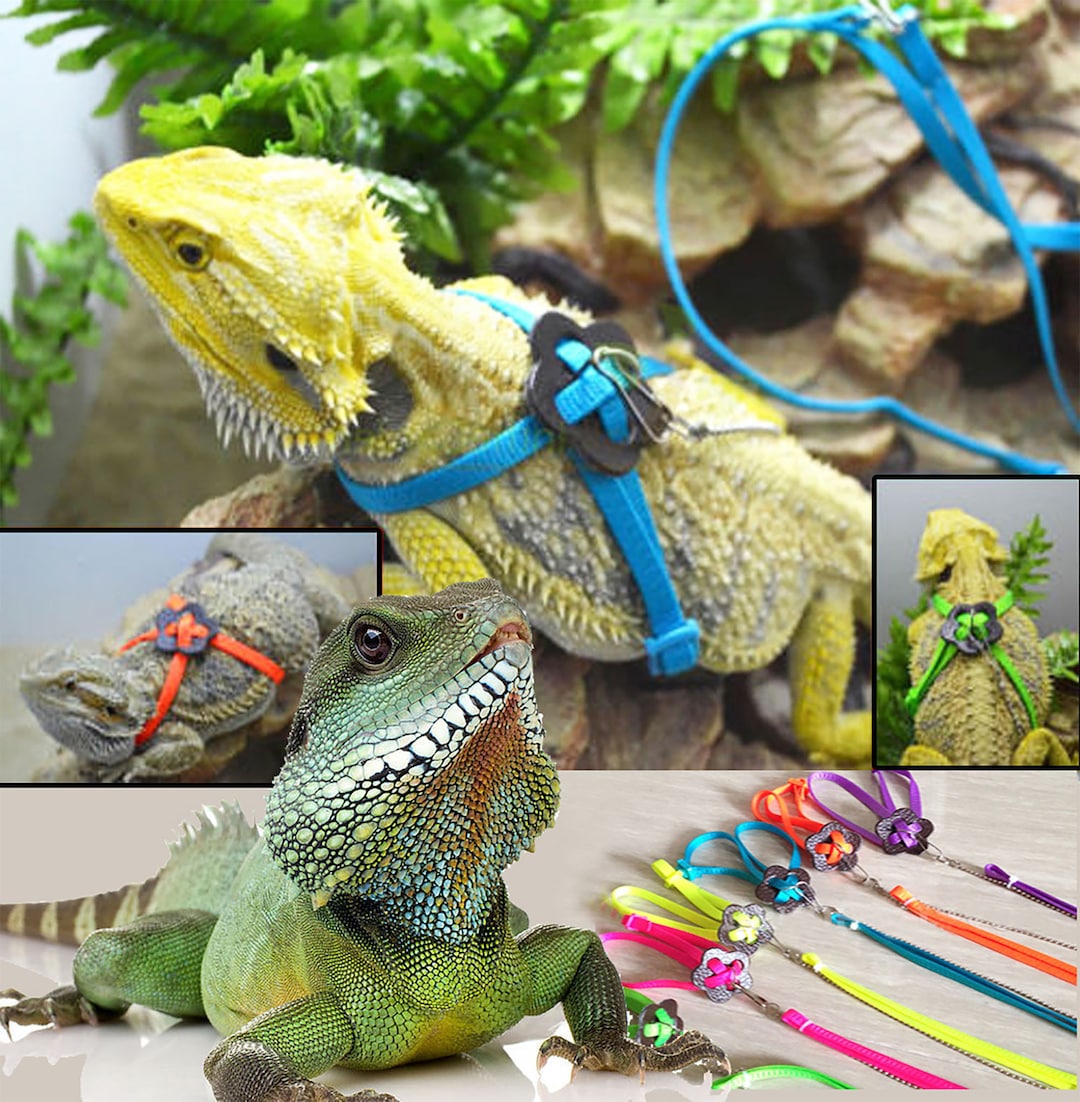 Bearded Dragon Leash Lizard Leash Reptile Pet Training Pet Etsy