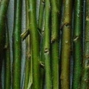 Willow Cuttings Salix Viminalis 20cm cut to order x20 sticks