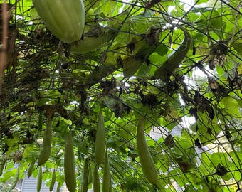 Guía para el cultivo de tu lufa