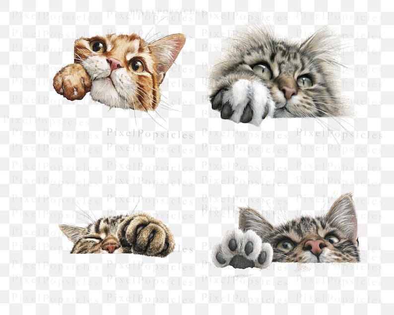 May include: Four cat illustrations in various poses. One is a ginger tabby peeking over with a paw, another is a grey tabby with green eyes, a third is a sleeping tabby, and the last is a tabby with a paw.