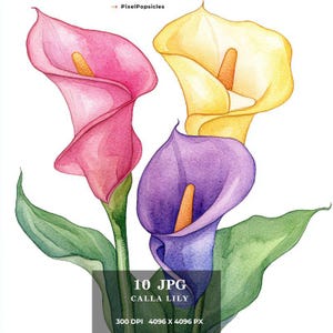 12 flores de lírio de Calla Clipart, flores coloridas, clipart de aquarela para impressão, JPGs de alta qualidade, download digital, artesanato em papel