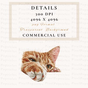 May include: A digital illustration of a ginger cat's face and paws, with detailed fur and expressive eyes. The image includes text that reads "DETAILS", "300 DPI", "4096 X 4096", "png Format", "Transparent Background", and "COMMERCIAL USE".
