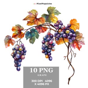 Watercolor Grape Clipart Bundle: Transparent PNG Graphics (Digital Download)