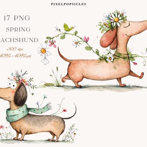 May include: Watercolor illustration featuring two dachshunds with floral crowns and accents. One dog wears a green scarf. The image includes the text "17 PNG Spring Dachshund" and details about the image resolution.