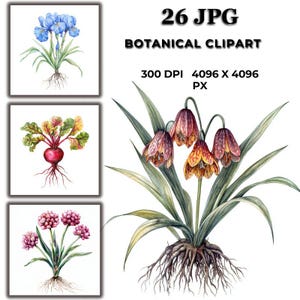 Botanical Clipart with Roots – Watercolor Flowers  Vegetables Showing Roots for Educational Decor, Cards, Crafts & Digital Projects