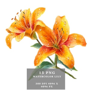 Clipart de lírio em aquarela PNG – 15 gráficos florais transparentes de alta resolução para artesanato, cartões, scrapbooking, planejadores e uso comercial