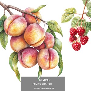 Obst Zweige Clipart - Wasserfarbe botanische jpg, wunderliche Obstgarten Illustration für Karten, Aufkleber, Sublimation & Print on Demand