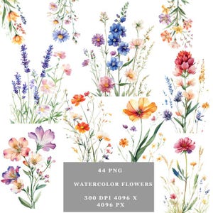 Clipart de flores de acuarela: 44 gráficos florales PNG (descarga digital)