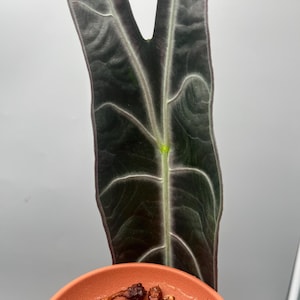 Op de afbeelding: Een lang, donkergroen Alocasia-blad met opvallende lichtgekleurde nerven achter een terracotta-kleurige schotel met daarin verschillende kleine, bruine, bolvormige plantknollen die in een groepje op de schotel liggen.