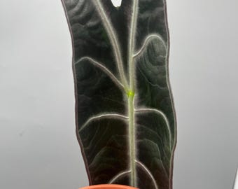 Rizomas roxos de Alocasia Longiloba