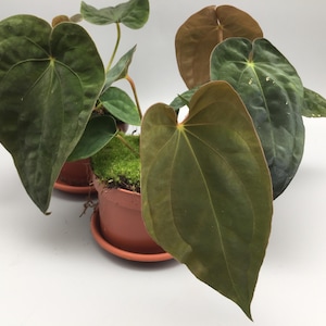 Anthurium Papillilaminum x Dressleri Hybrid Pflanzen