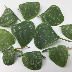 May include: A collection of green leaves with silver variegation, likely from a plant like Scindapsus pictus. The leaves vary in size and shape, with visible stems and a textured surface. The leaves are arranged on a white surface.