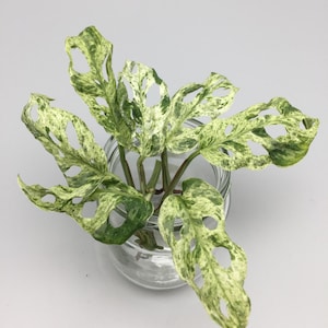 Monstera adansonii frysta fräknar variegata - stickling med luftrötter
