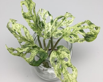 Monstera adansonii albo variegata - Steckling mit Luftwurzeln - Etsy.de