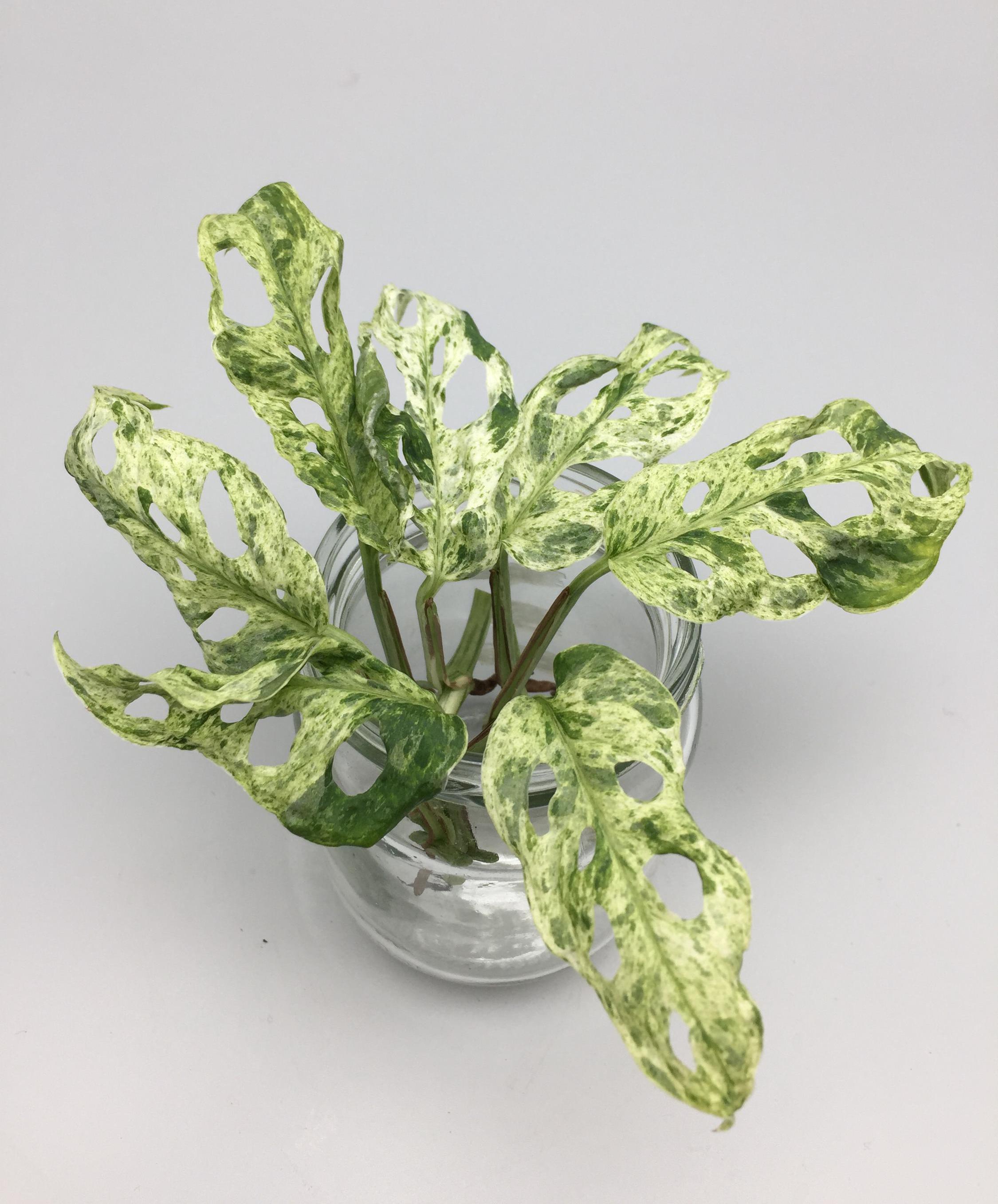 Monstera adansonii frozen freckles variegata - Steckling mit Luftwurzeln -  Etsy.de