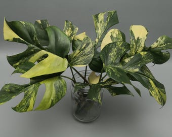 Talee di Monstera Minima Aurea Variegata / Raphidophora Tetrasperma