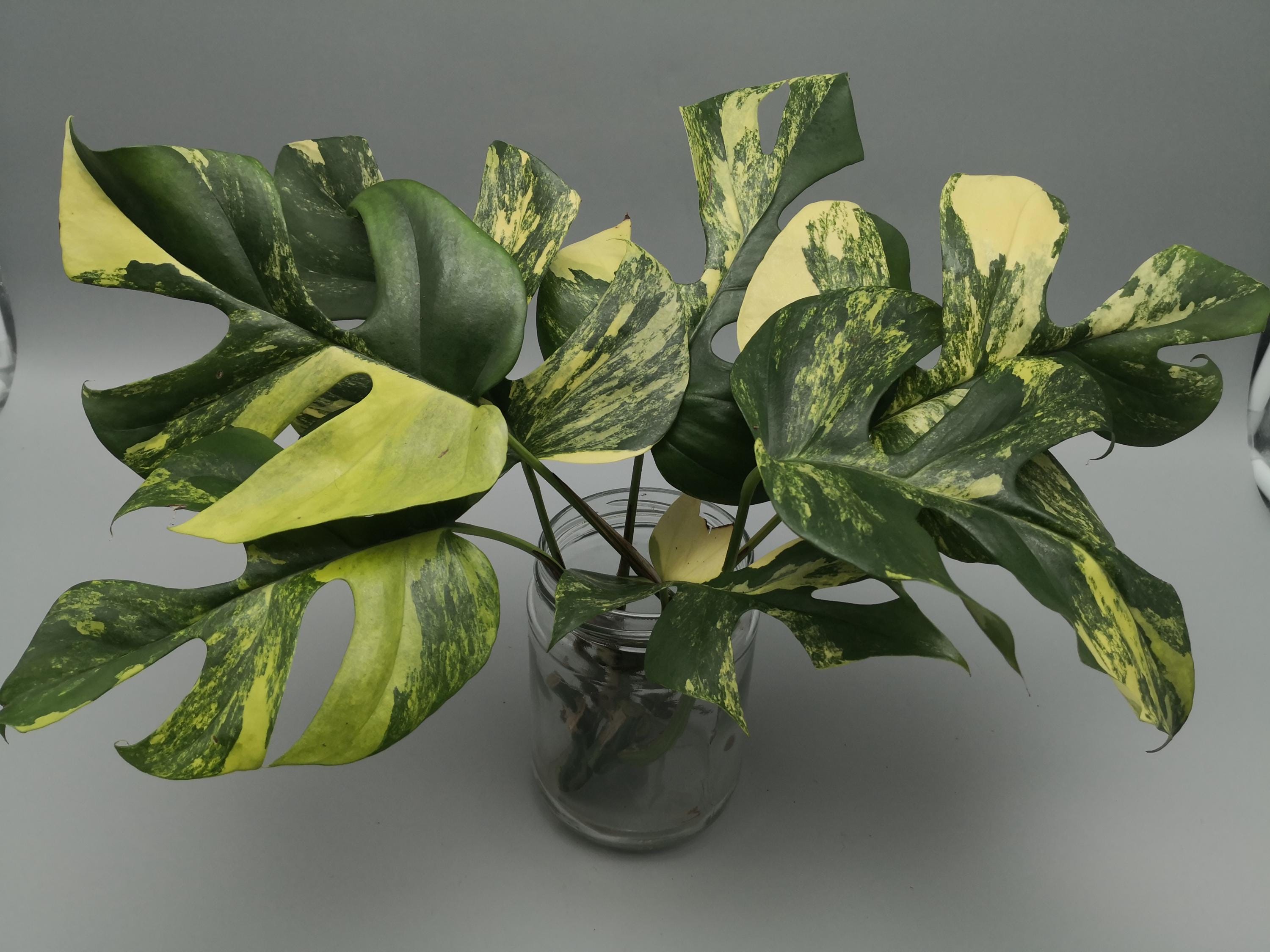philodendron xanadu kaufen 6