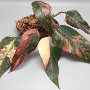 Könnte beinhalten: Nahaufnahme einer Philodendron Pink Princess Pflanze. Die Pflanze hat große, panaschierte Blätter mit einer Mischung aus Dunkelgrün, Rosa und Creme. Sie ist in einem schwarzen Topf mit braunem Moos getopft.
