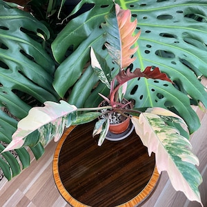 monkey plant Monstera adansonii  Monkey Mask Swiss Cheese Vine