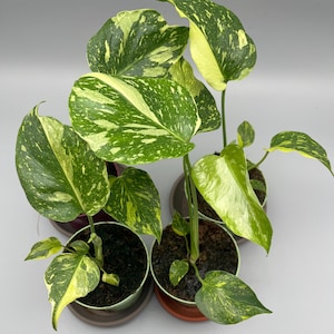 Può includere: Una collezione di quattro piante Epipremnum aureum in vaso con foglie a forma di cuore caratterizzate da motivi variegati di verde scuro, verde chiaro e giallo crema. Ogni pianta è in un piccolo vaso di plastica con terriccio visibile.