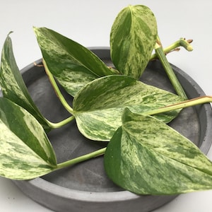 Talee di Epipremnum Pinnatum
