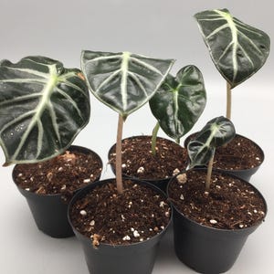 Alocasia Balloon Heart Baby Plants