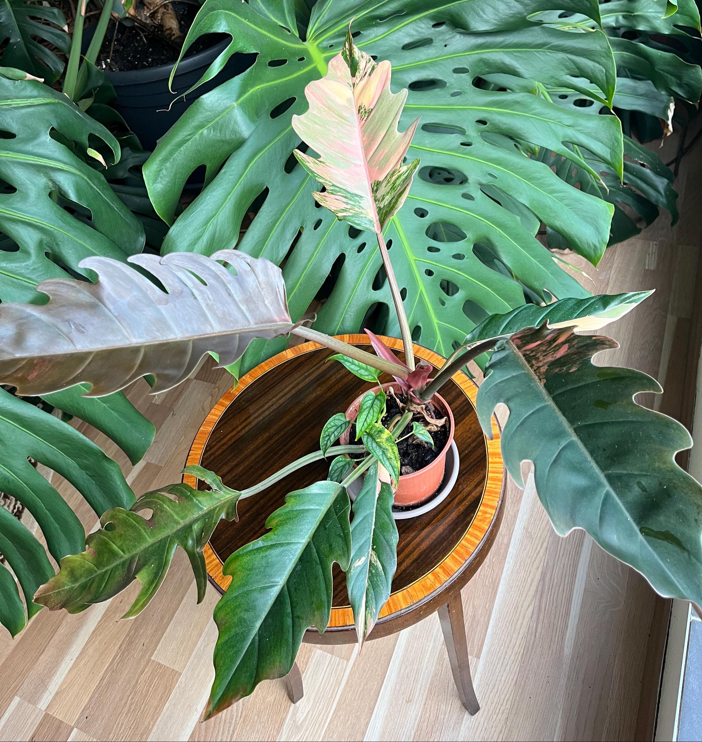 Monstera Siltepecana Variegated - Etsy Finland
