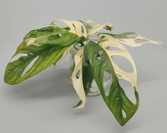 Esquejes de tallo de Monstera Adansonii Albo Variegata